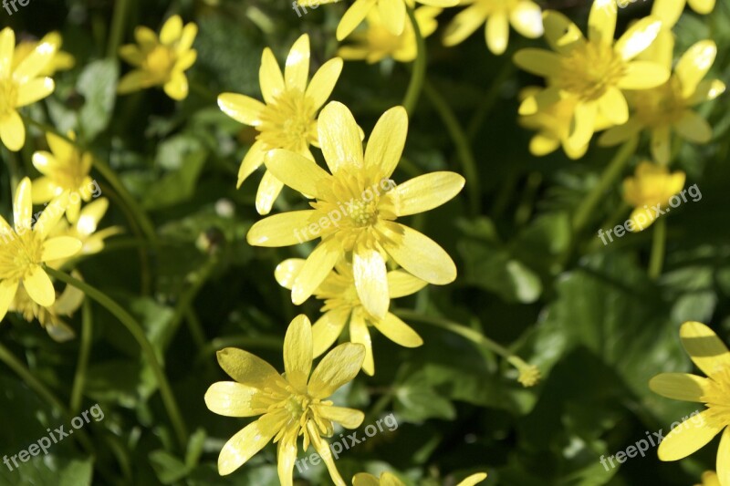 Flower Yellow Buttercup Yellow Flowers Spring