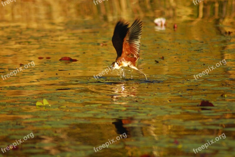 Botswana Bird Africa Water Jesus Bird