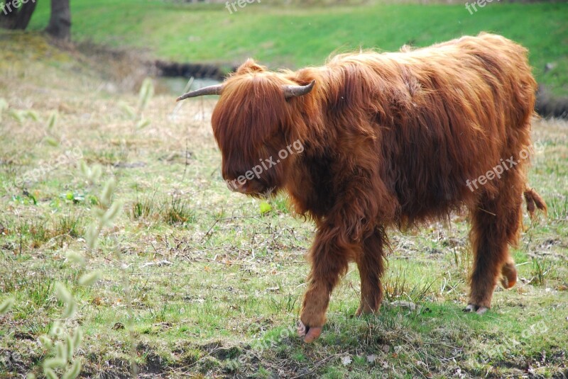 Groningen Scottish Highlander Nature Wild Free Photos