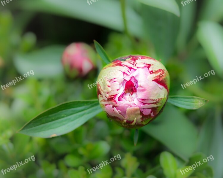 Peony Bud Flower Pink Blossom