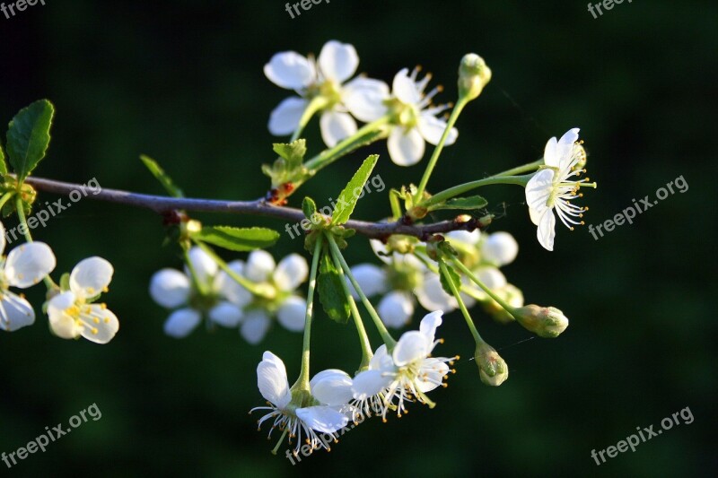 Dacha Living Nature Plant Closeup Greens