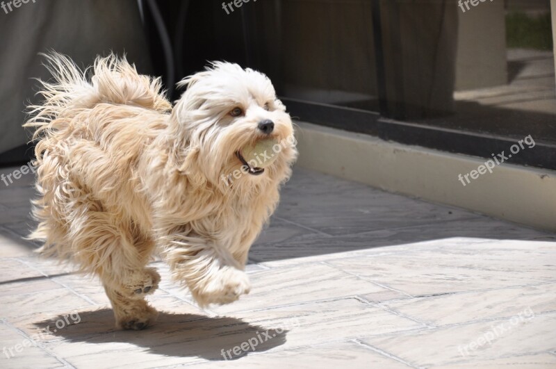 Dog Running Pet Animal Puppy Free Photos