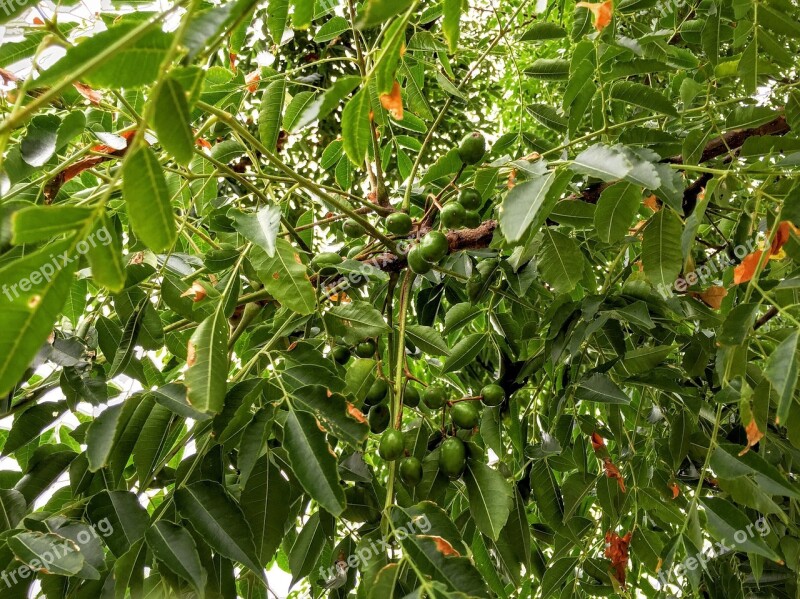 Melia Azedarach White Cedar Chinaberry Tree Bead-tree Cape Lilac