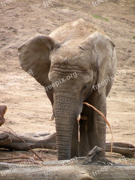 Elephant Animals Proboscis Zoo Free Photos