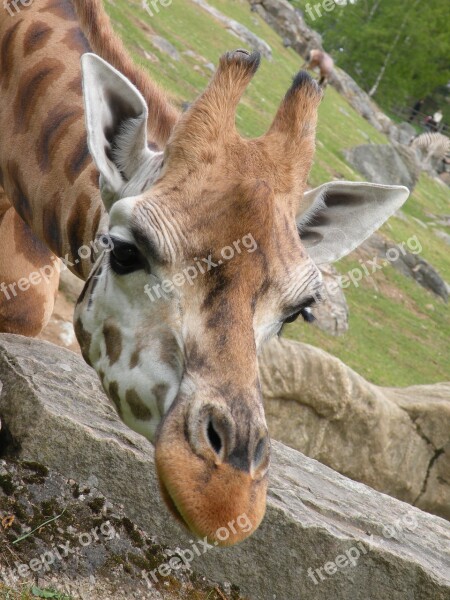 Curious Baby Smell Cute Giraffe