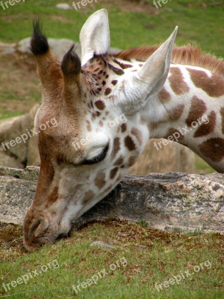 Baby Smell Cute Giraffe Watch