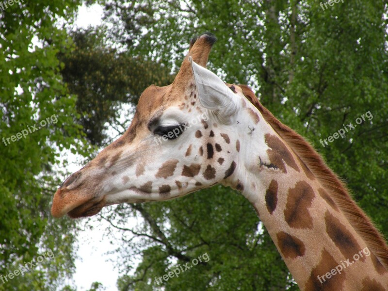 Giraffe Watch Scout Animals Zoo