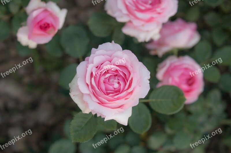 Rose Flowers Garden Wildflower Pink Roses