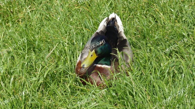 Duck Mallard Bird Water Bird Meadow