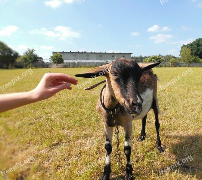 Goat Animal Animals Farm Nature