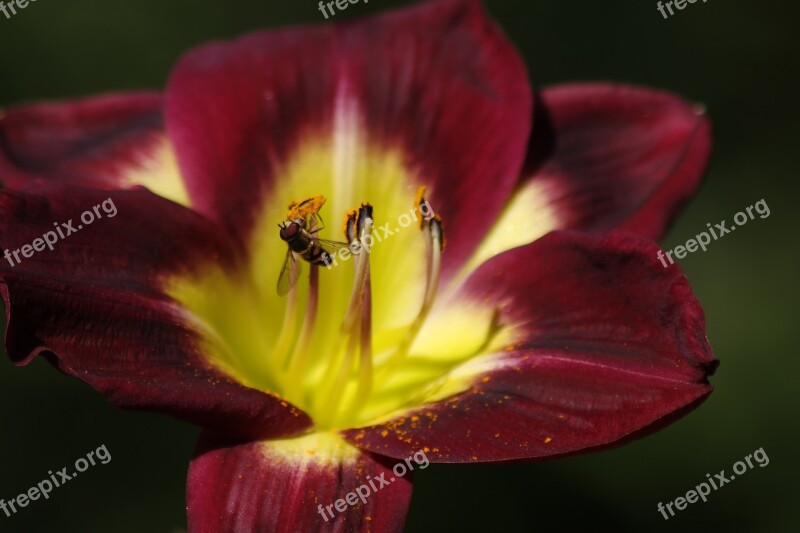 Bee Pollen Flower Nature Nectar