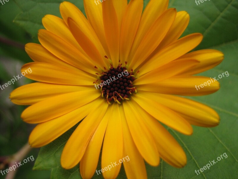 Flower Calendula Nature Free Photos