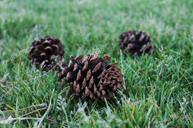 Pine Cones Botanical Nature Conifer Coniferous