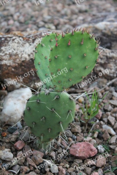 Cactus Cacti Southwest Southwestern New Mexico