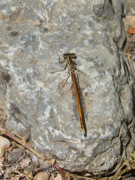 Dragonfly Orange Dragonfly Rock Flying Insect Free Photos