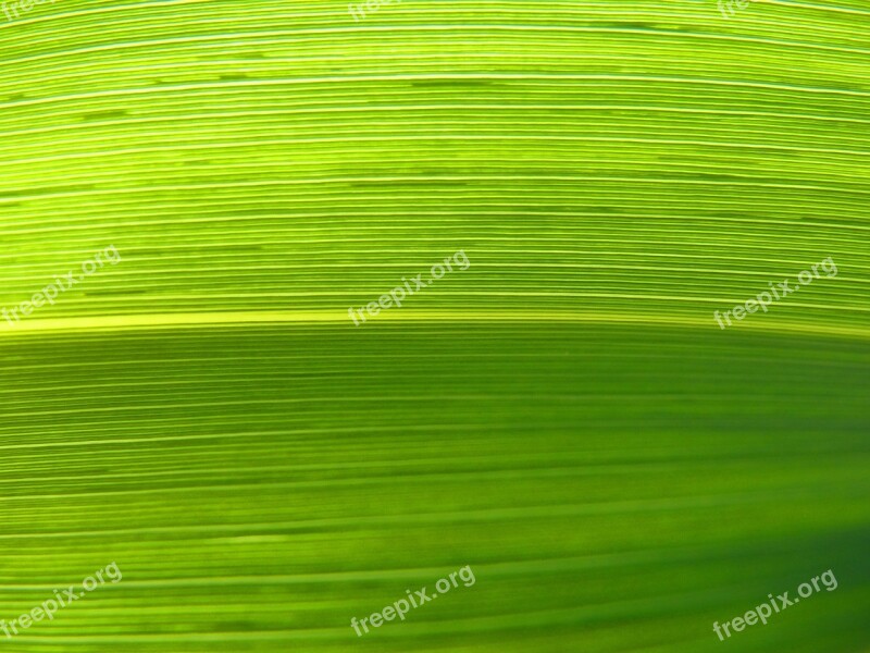 Leaf Lines Abstract Background Texture Natural Texture