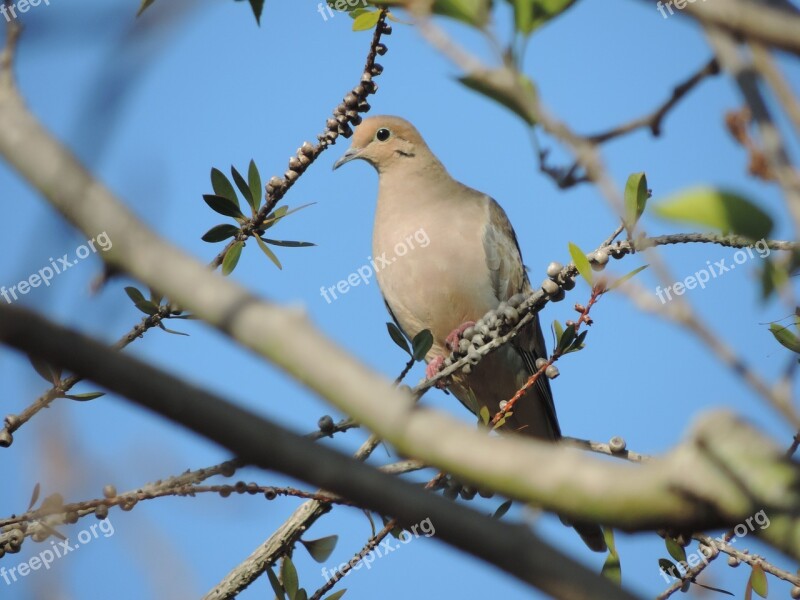 Bird Tree Sun Branch Branches