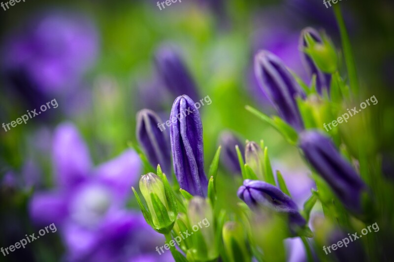 Bluebells Campanula Portenschlagiana Upholstery Bellflower Dalmatian Bellflower