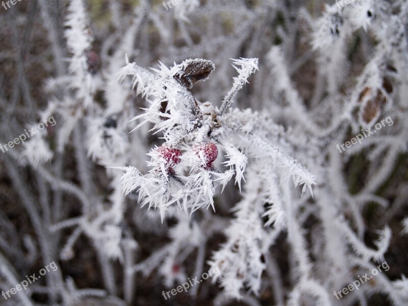 Winter Wild Rose Hard Rime Frost Not Cold