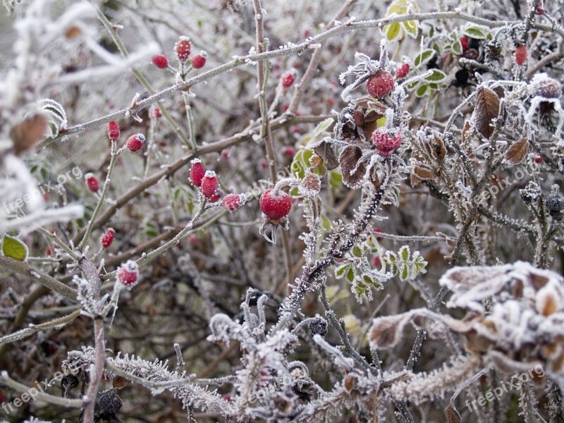 Winter Wild Rose Hard Rime Erica Bush