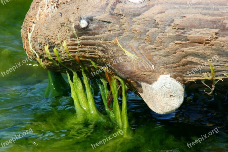 Seaweed Matsi Sea Old Wood Abstract Sea Animal