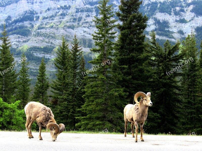 Mountain Goat Wildlife Spring Mountain Sheep