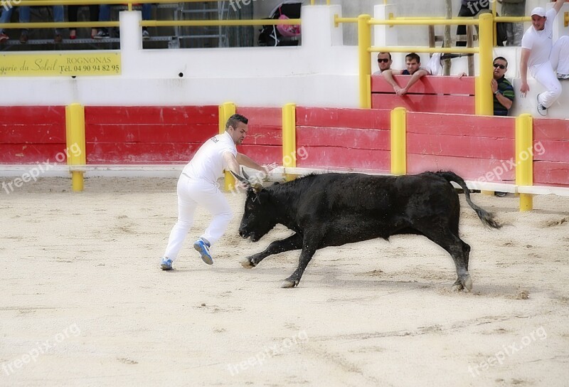 Cattle Cowhide Bull Camargue Race Animal