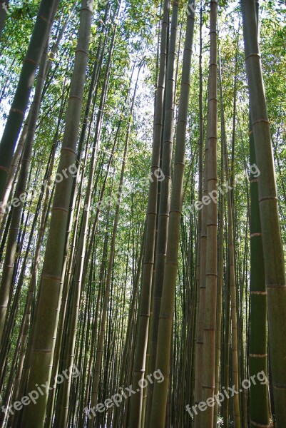 Bamboo Nature Bamboo Forest Vs Grove A Straight Line