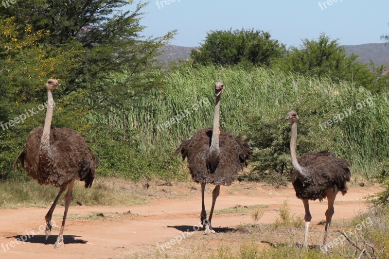 Ostrich Nature South Africa Safari Wildlife