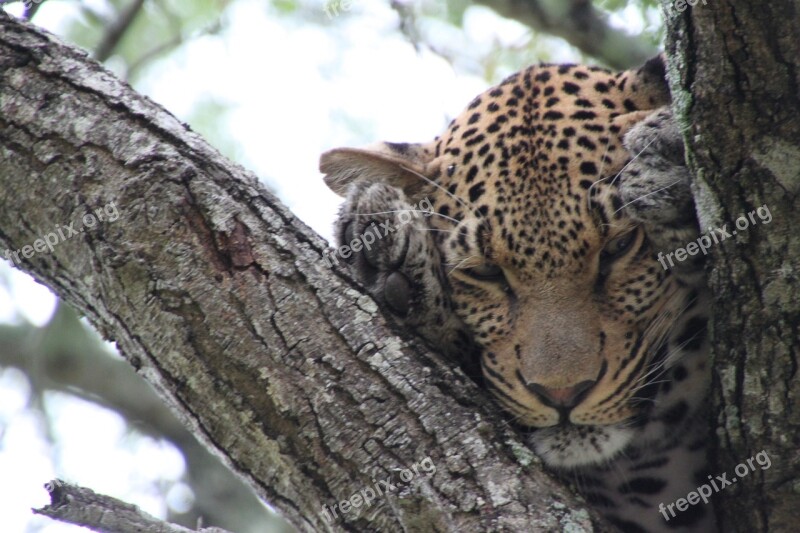 Nature South Africa Animals Leopard Wildlife