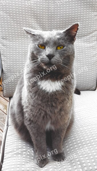 Cat Feline Grey Gray Animal