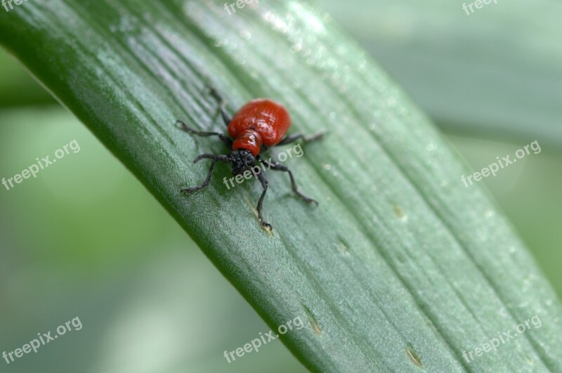 Lily Chicken Beetle Lillie Macro Close Up