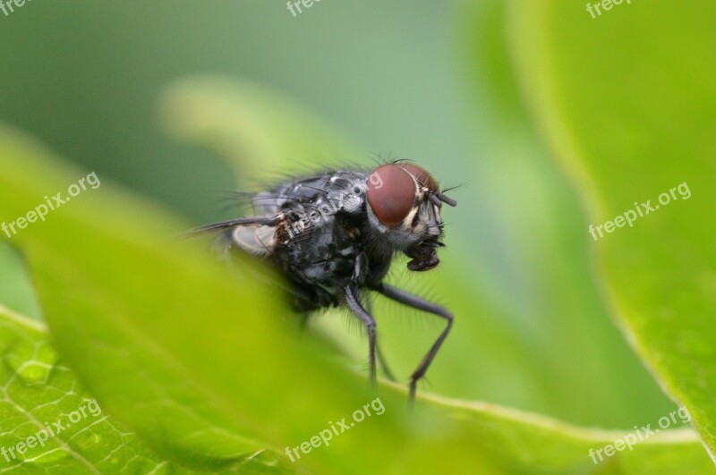 Fly Close Up Animal Whopper Insect