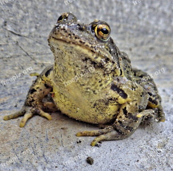 Toad Frog Animal Aquatic Animal Free Photos