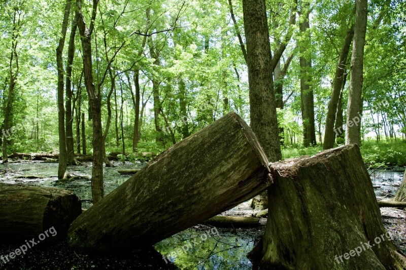 Tree Down Tree Forest Cutting Trunk