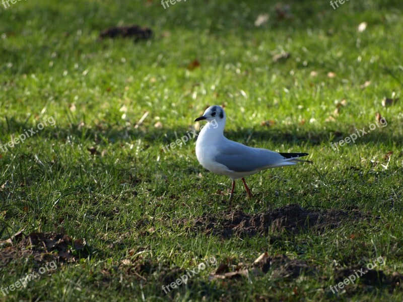 Gull Seagull Bird Animal Outdoor