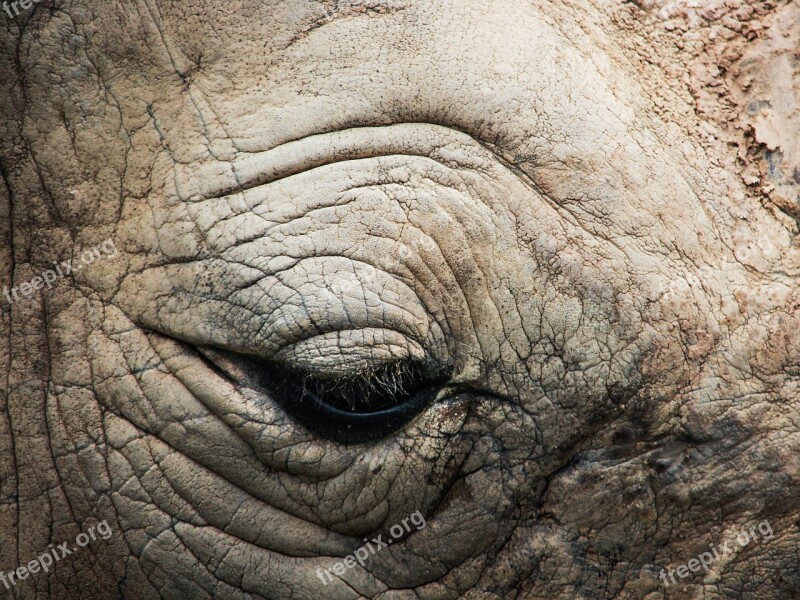 Rhino Rhinoceros Zoo Animal Eye