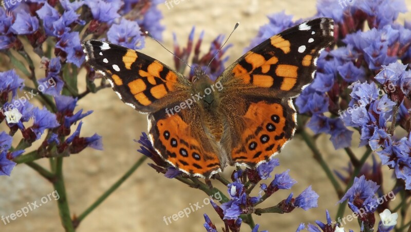 Butterfly Nature Wings Orange Butterfly On Flower