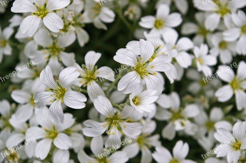 Cerastium Tomentosum Ground Cover Stone Bedding Plant Plant White Flowers