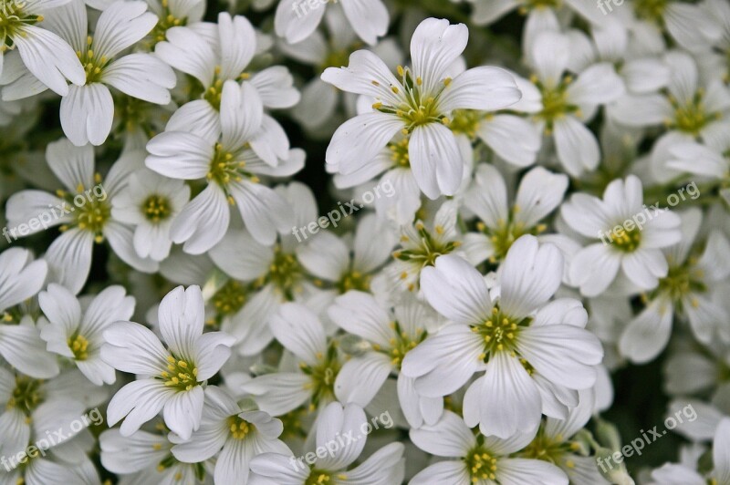 Cerastium Tomentosum Ground Cover Stone Bedding Plant Plant White Flowers