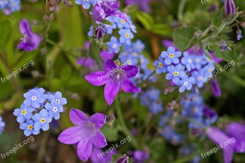 Violet Bellflower Purple Blue Flower