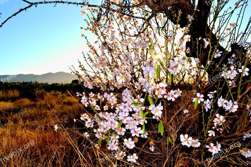 Almond Blossom Flora Nature Landscape