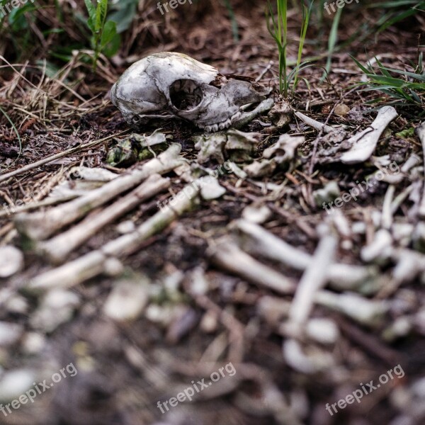 Skull Pile Of Bones Bones Scary Dead