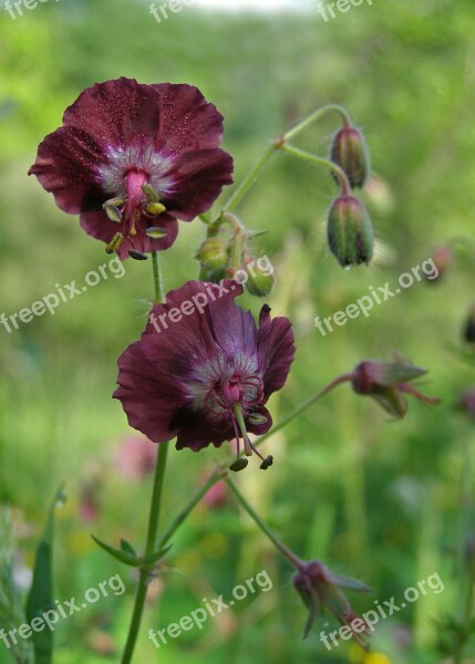 Geranium Funeral Flower Wild Flower Field Geranium Phaeum