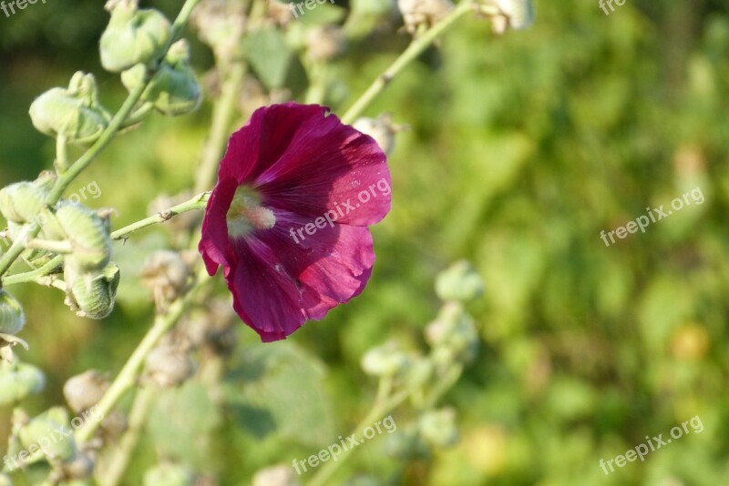 Mallow Flower Allotment Red Blossom