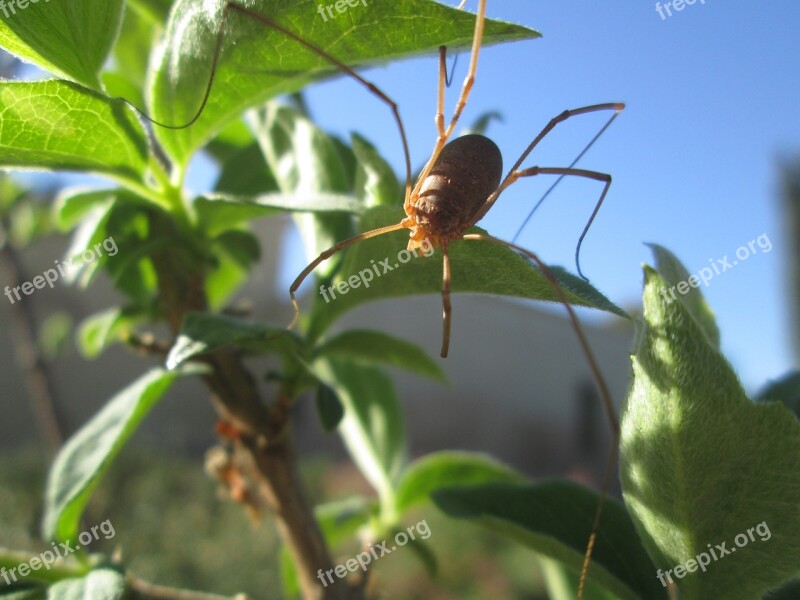 Spider Long Legs Valencia Free Photos