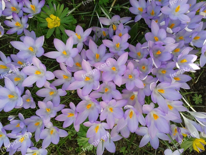 Crocus Spring Violet Signs Of Spring Free Photos