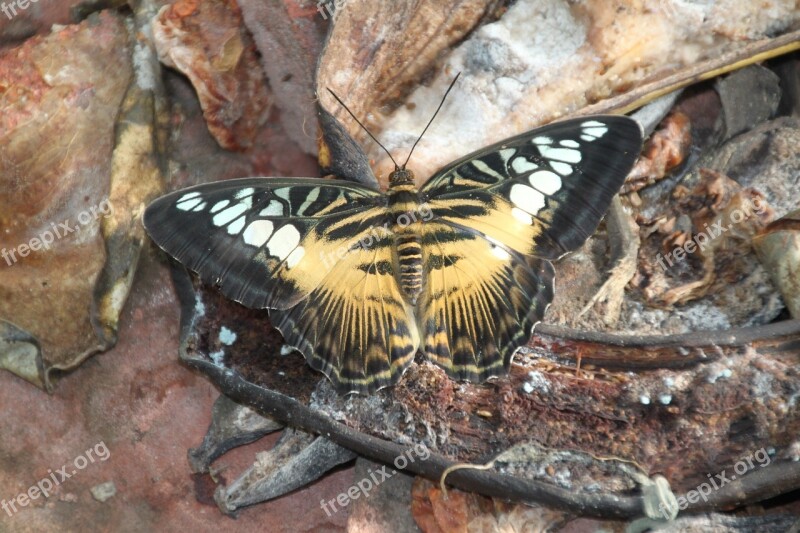 Butterfly Garden Butterfly Still Life Free Photos