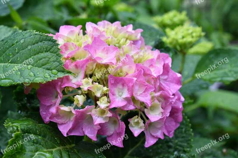 Hydrangea Rainy Season In Tokyo Free Photos