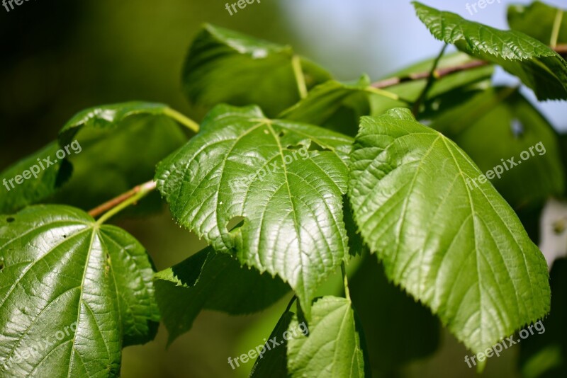 Bush Leaves Green Plant Shrubs